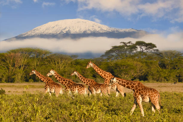 Best 5 Places To Visit In Tanzania