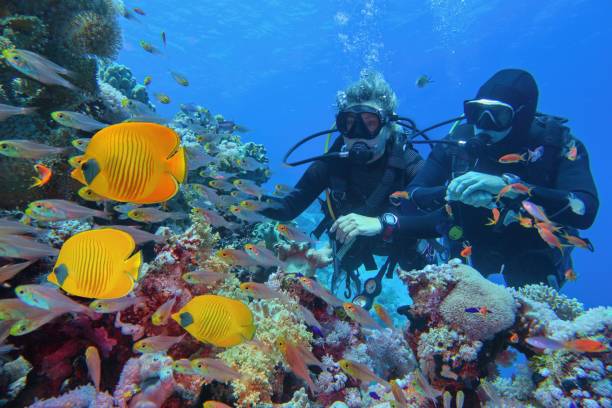 Best Diving Sites In Tanzania
