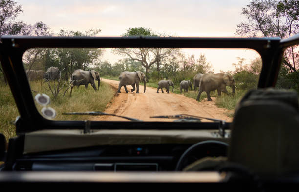 Best Local Safari Companies In Tanzania