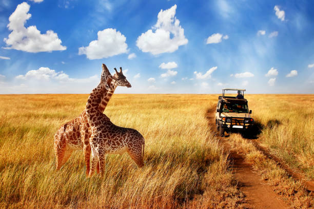 Best Local Tour Operators In Tanzania
