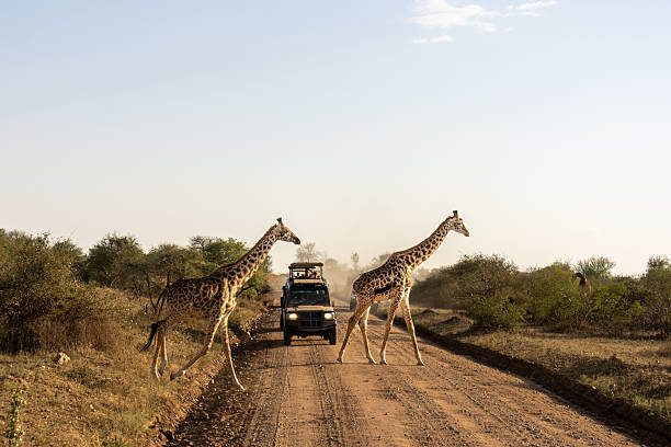 Best Month For A Safari In Tanzania
