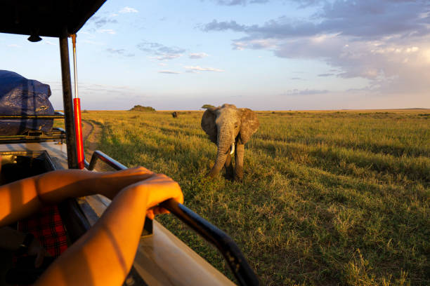 Best National Parks In Tanzania For Safari