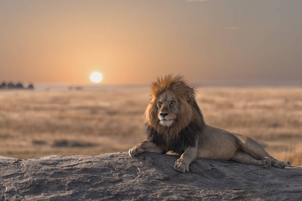 Best Places For Safari In Tanzania