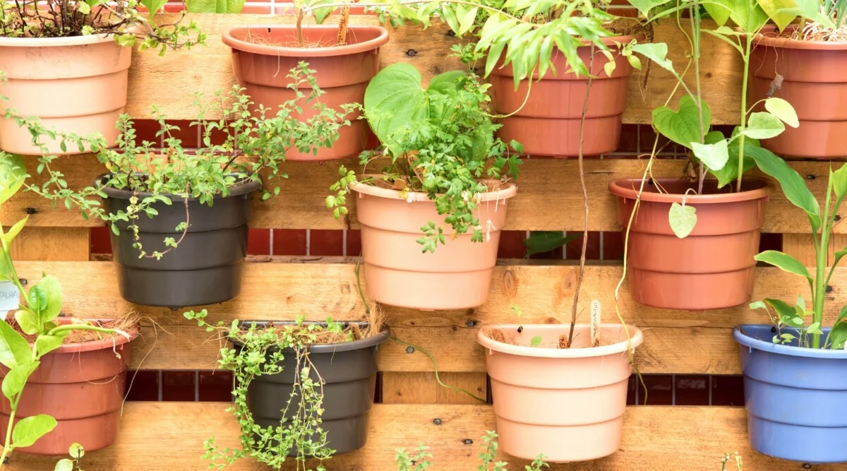 Gardening Tips for Tanzanian DIY Enthusiasts: Greening Your Space
