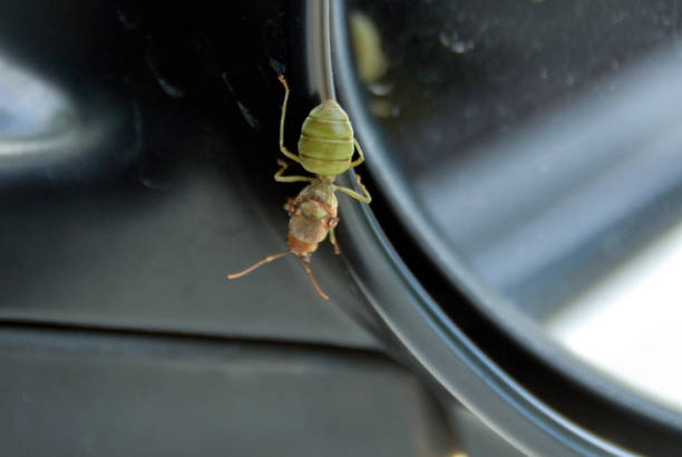 How to Get Rid of Ants in Car Quickly