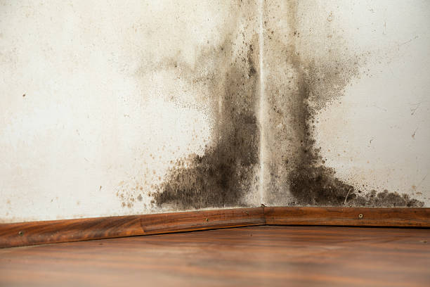 How to Get Rid of Black Mold Quickly