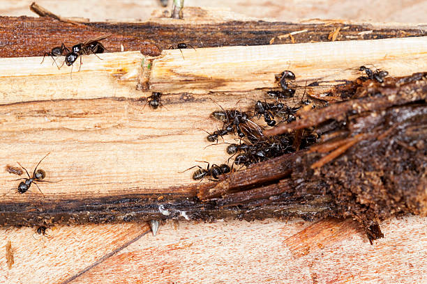 How to Get Rid of Carpenter Ants Quickly