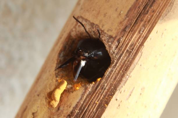 How to Get Rid of Carpenter Bees Quickly