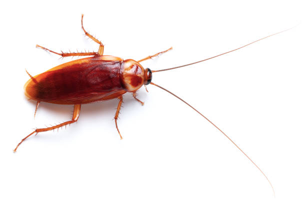 How to Get Rid of Cockroaches Quickly