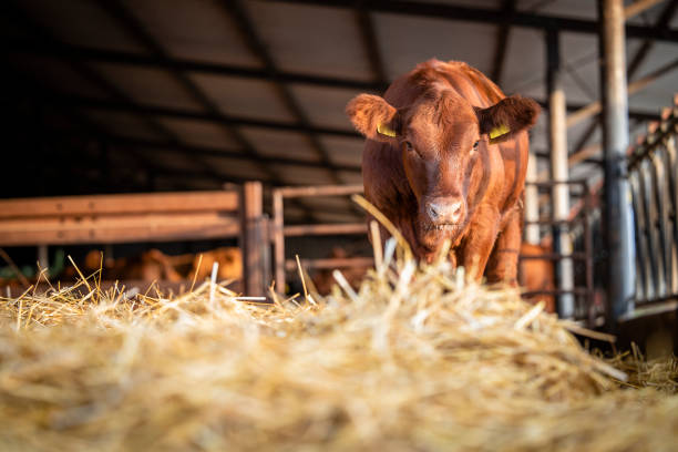 Meaning of Dreaming About a Cowshed