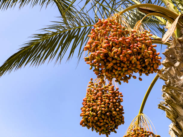 Meaning of Dreaming About a Date Palm