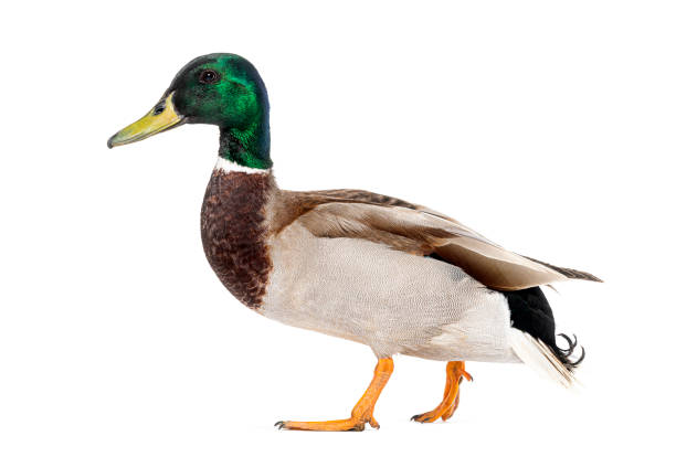 Meaning of Dreaming About a Duck