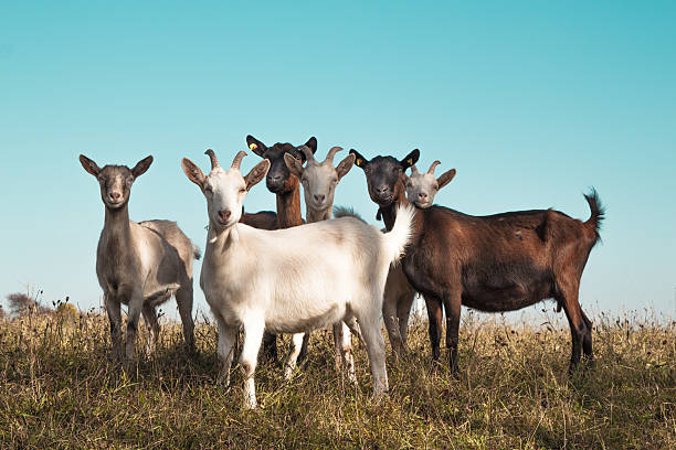 Meaning of Dreaming About a Flock of Goats