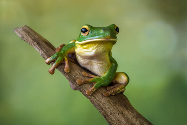 Meaning of Dreaming About a Frog