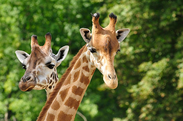 Meaning of Dreaming About a Giraffe