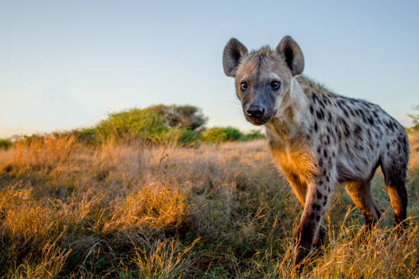 Meaning of Dreaming About a Hyena