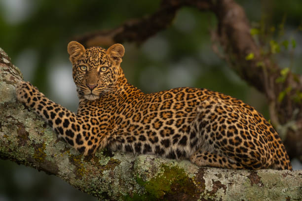 Meaning of Dreaming About a Leopard
