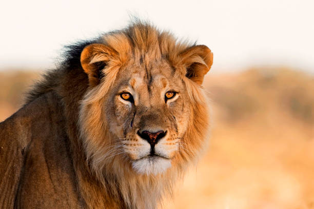 Meaning of Dreaming About a Lion