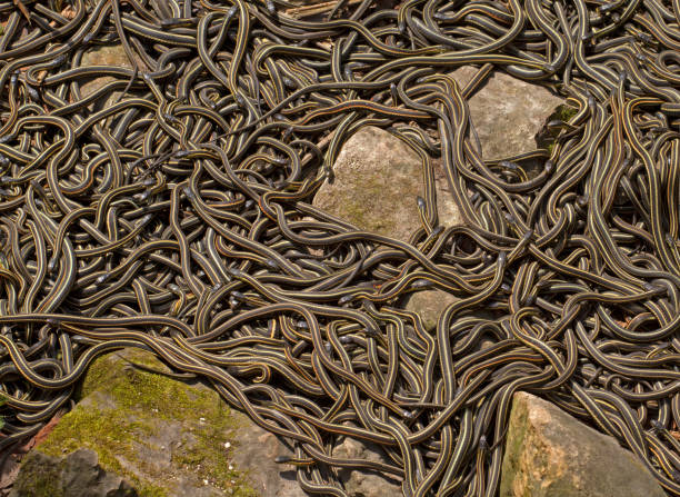 Meaning of Dreaming About a Lot of Snakes