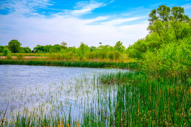 Meaning of Dreaming About a Pond
