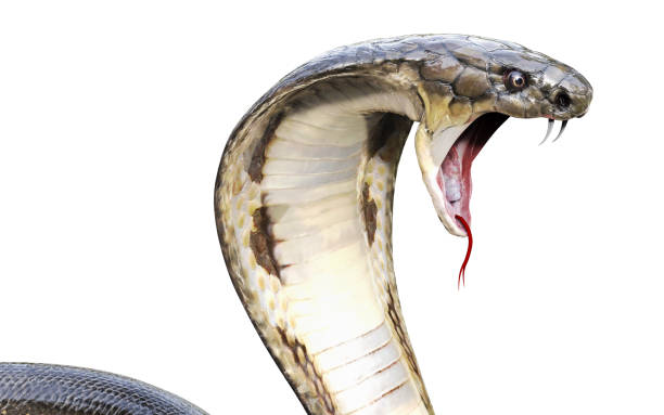 Meaning of Dreaming About a Snake