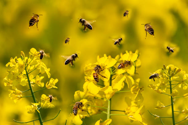 Meaning of Dreaming About a Swarm of Bees